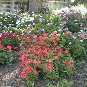 Geraniums