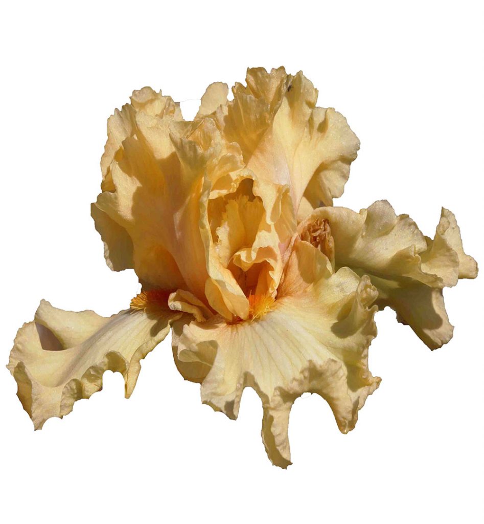 MANGO DAQUIRI Narromine Iris Farm