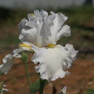 Tall Bearded Iris