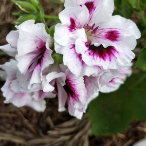 Regal Pelargonium