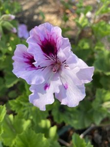 Regal Pelargonium