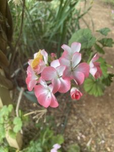 Geraniums